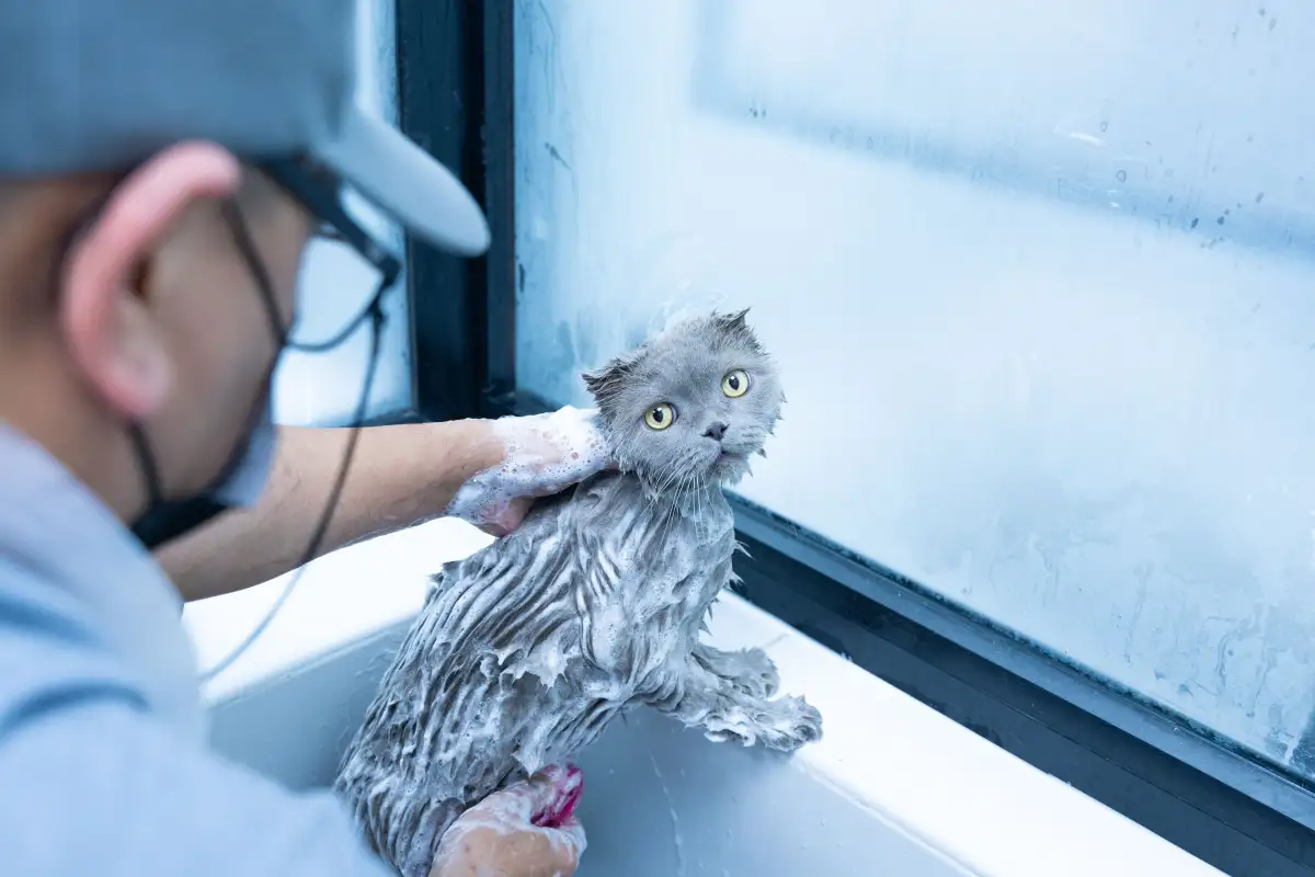 Mandikan Kucing Takut Air? Pegangan Kuat Justru Bikin Panik