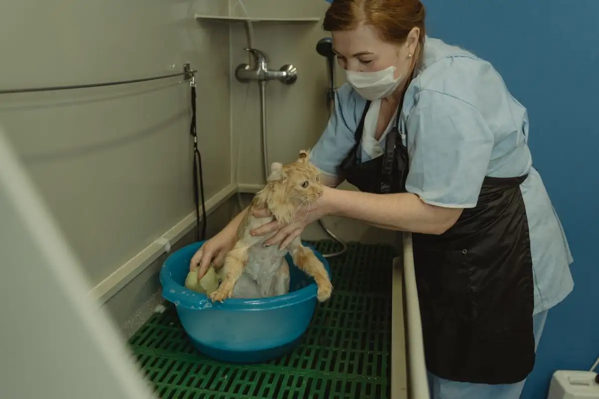 Kucing senior tetap bisa dimandikan tanpa kedinginan