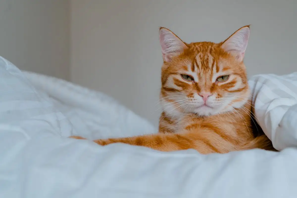 Pemutih Justru Berbahaya untuk Bau Urine Kucing di Rumah