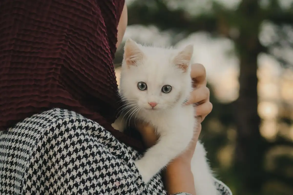 Rutinitas Tenang Merawat Anak Kucing Baru Sejak Hari Pertama