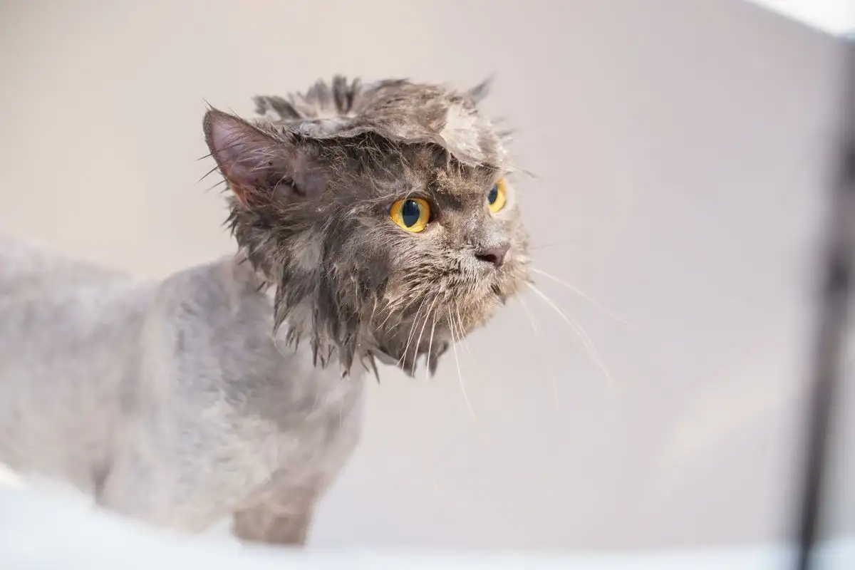 Kucing Takut Air? Latihan Bertahap Bikin Mandi Tenang