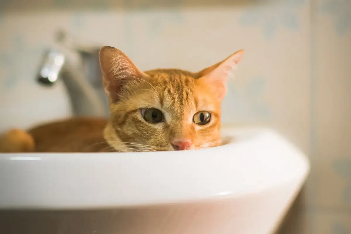 Kucing Takut Air? Cara Menyampo Tanpa Perlu Memaksa