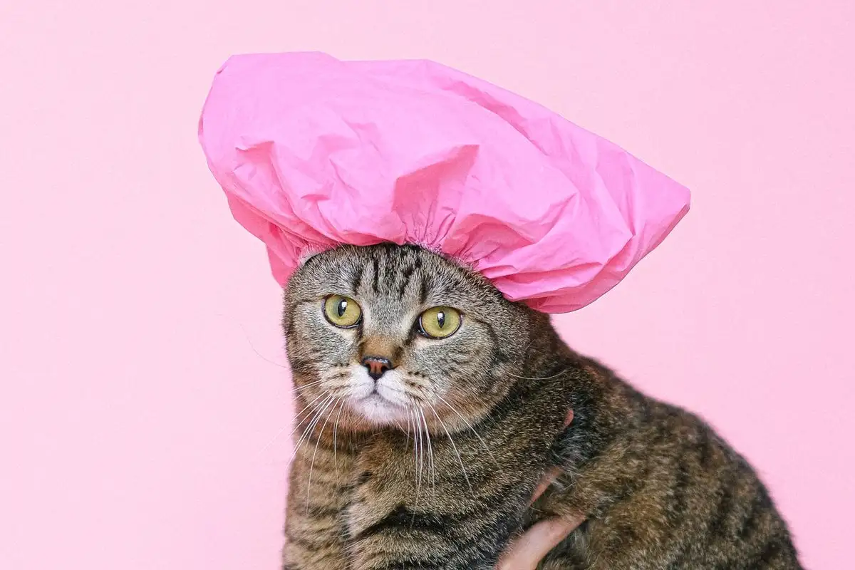 Kucing takut air bukan berarti tidak bisa dimandikan