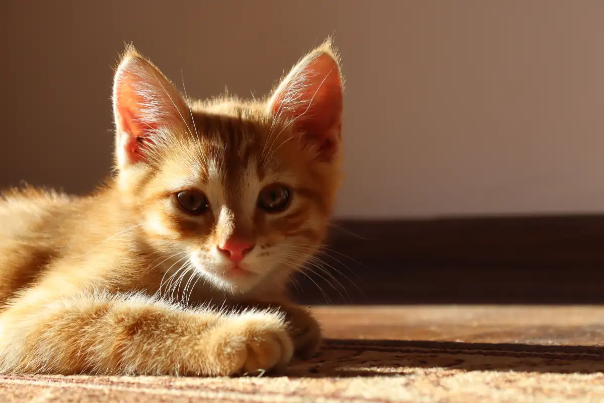 Kotoran telinga kucing seperti ini masih normal atau tidak?