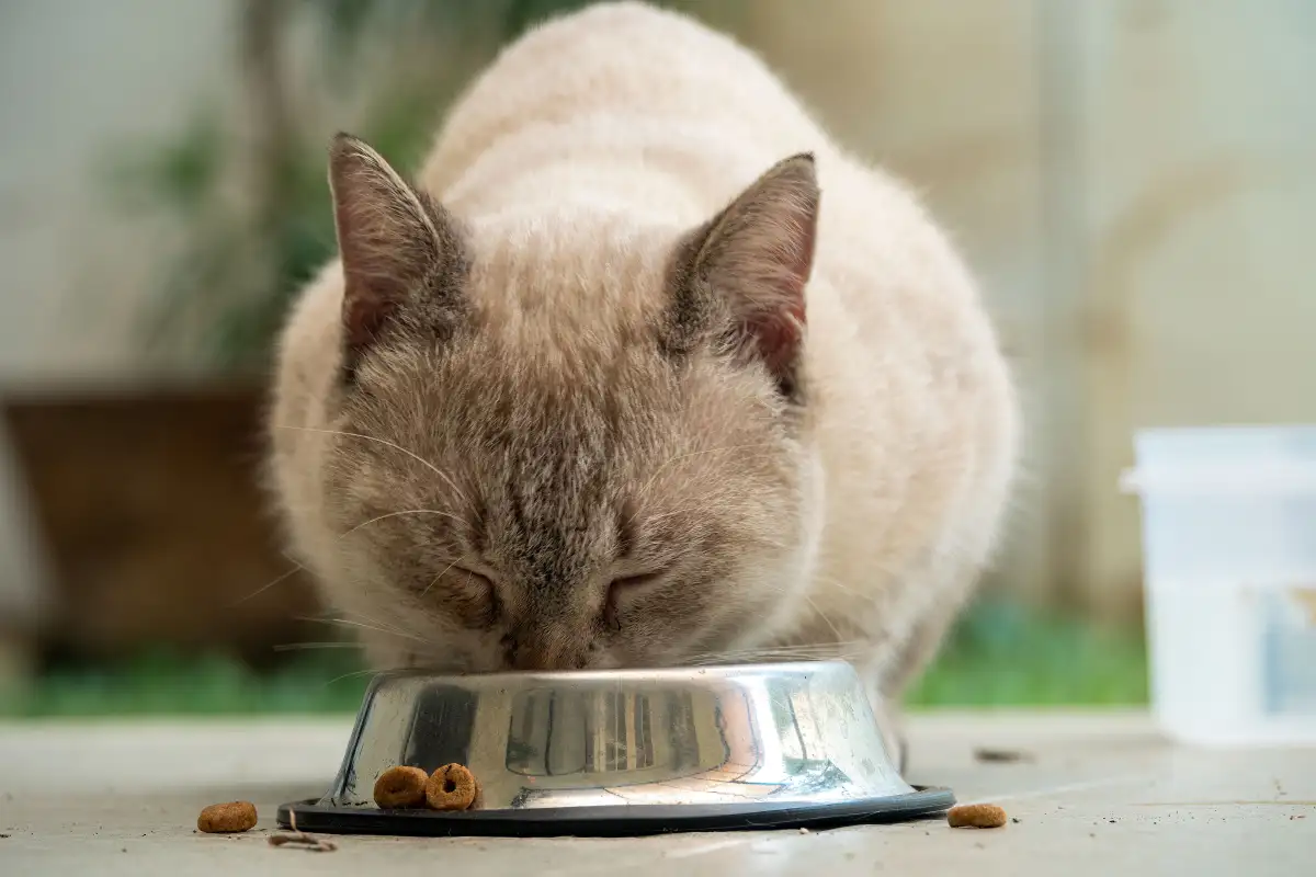 Kucing Jarang Minum dan Makan Dry Food, Picukah Hairball?