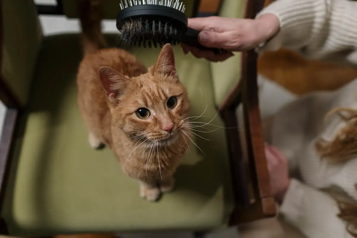 Kucing Kabur Setiap Kali Disisir? Bisa Dilatih Pelan-Pelan
