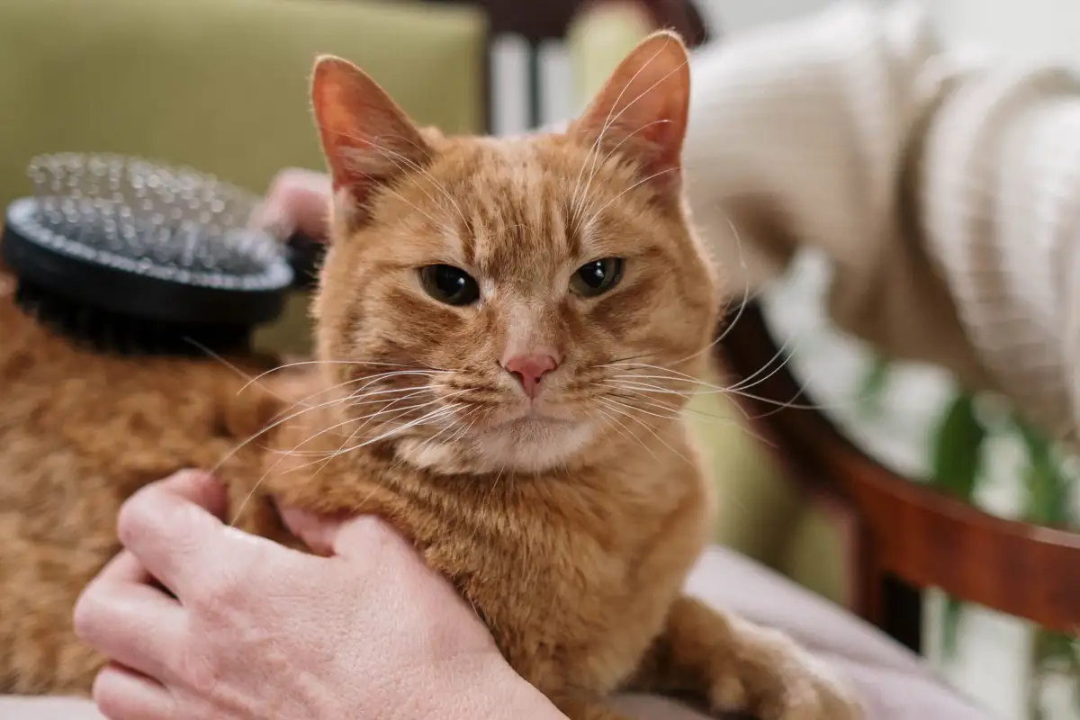 Kucing Kabur Tiap Disisir? Latih Pelan-pelan agar Ia Tenang