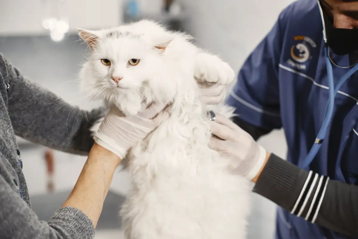 Kucing Kabur Saat Diperiksa? Rutinitas Mingguan Bisa Dilatih