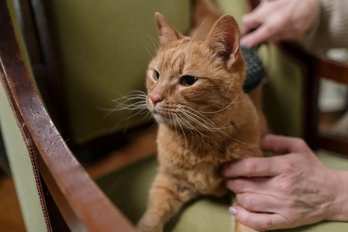 Kucing Lari Saat Lihat Sisir? Bisa Dilatih Pelan-Pelan
