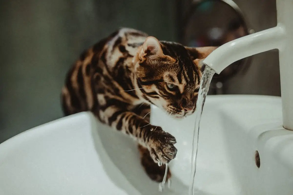 Kucing Kabur Dengar Suara Air? Mulai Latih dari Jarak Ini