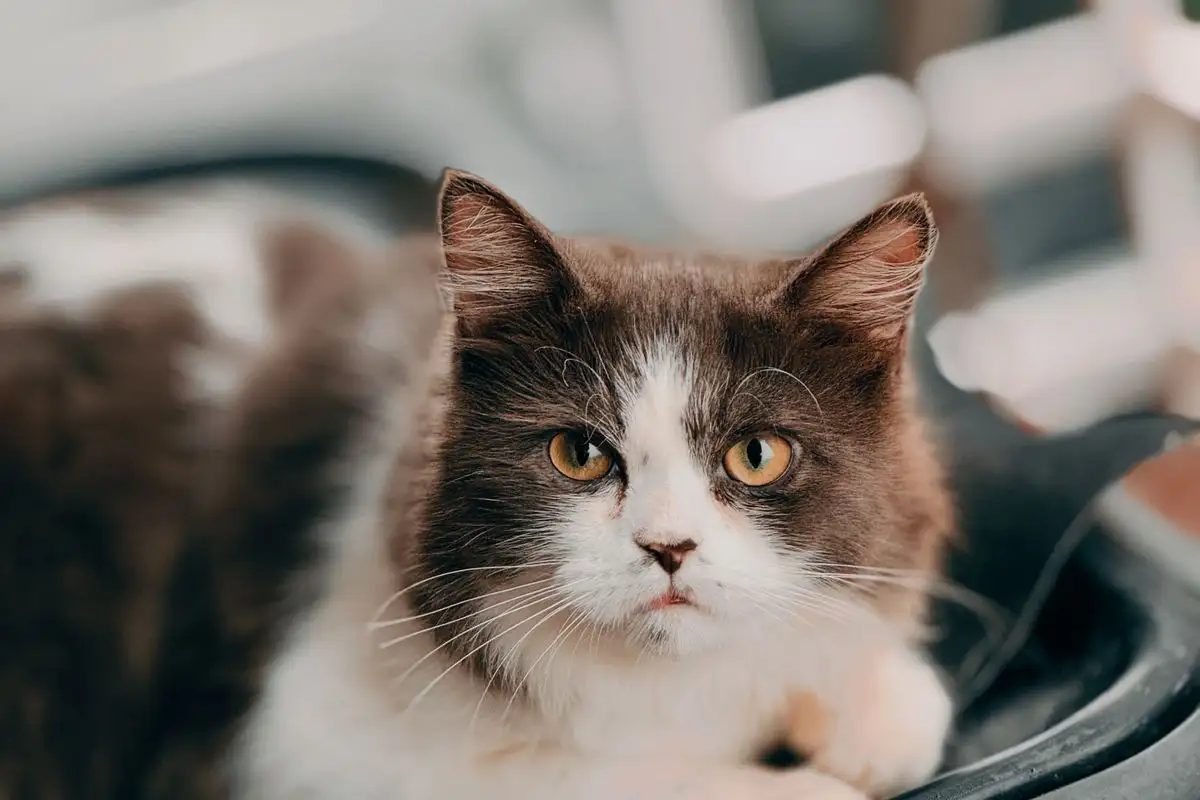 Bersihkan Litter Box 2 Kali Sehari agar Rumah Tak Bau Urine