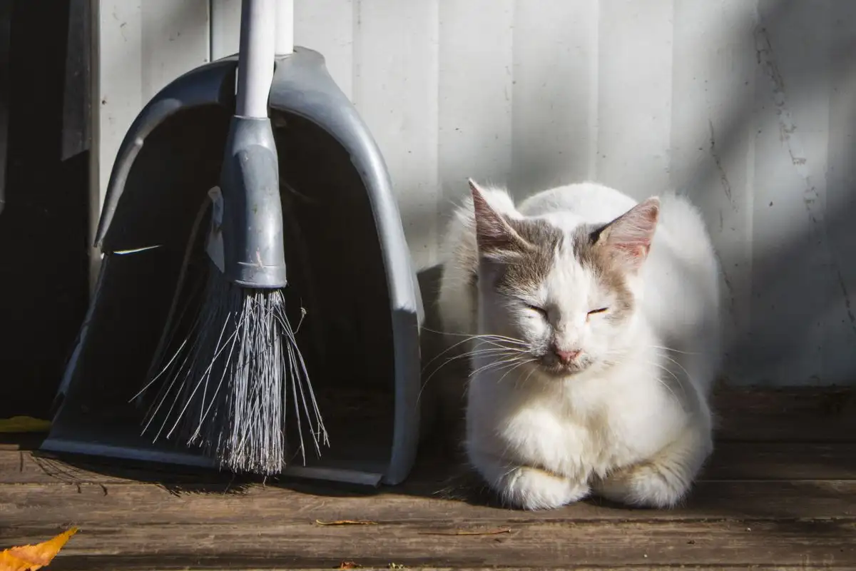Bersihkan Litter Box Dua Kali Sehari Saat Melatih Kucing