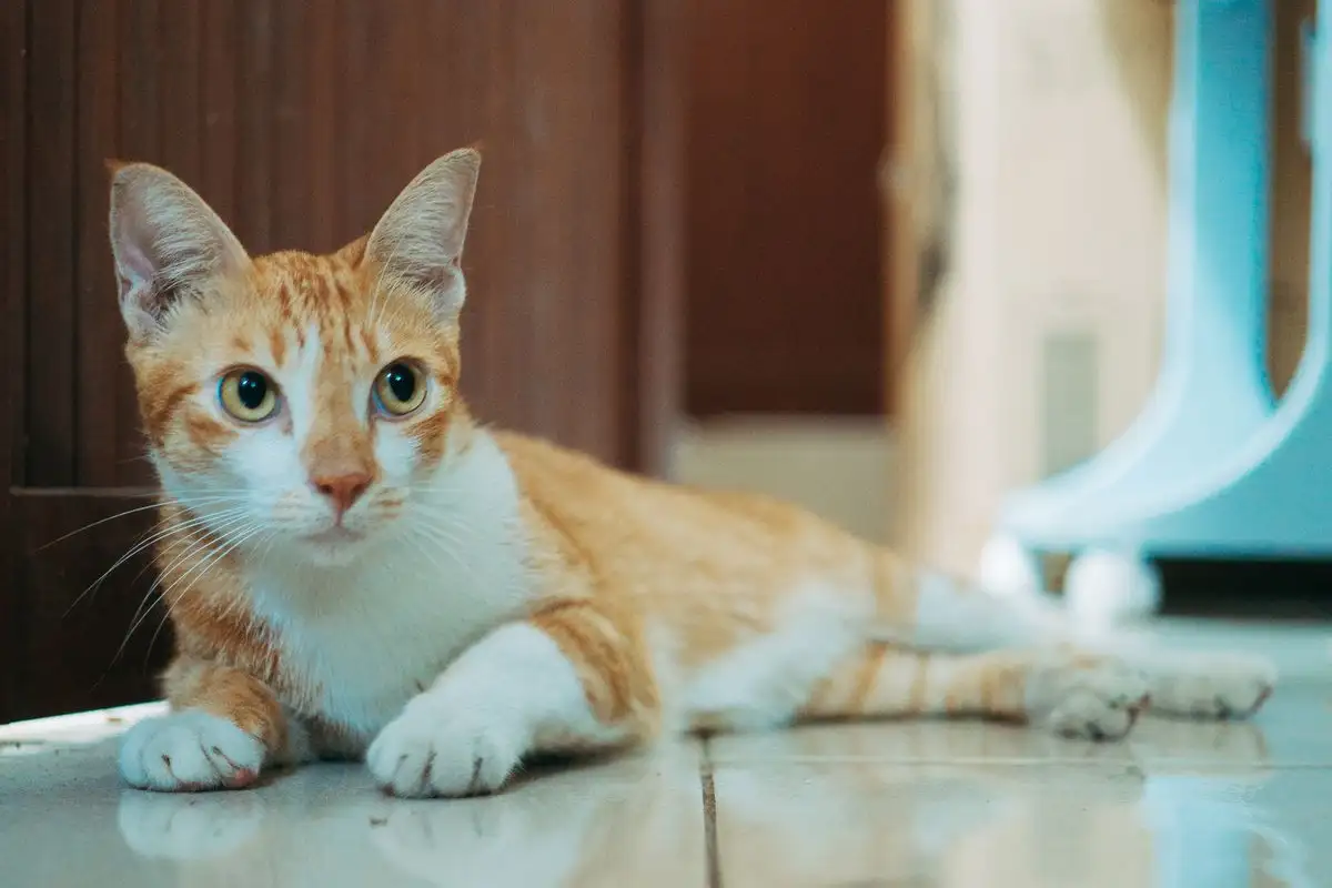 5 Bahan Pembersih Lantai yang Wajib Dihindari Pemilik Kucing