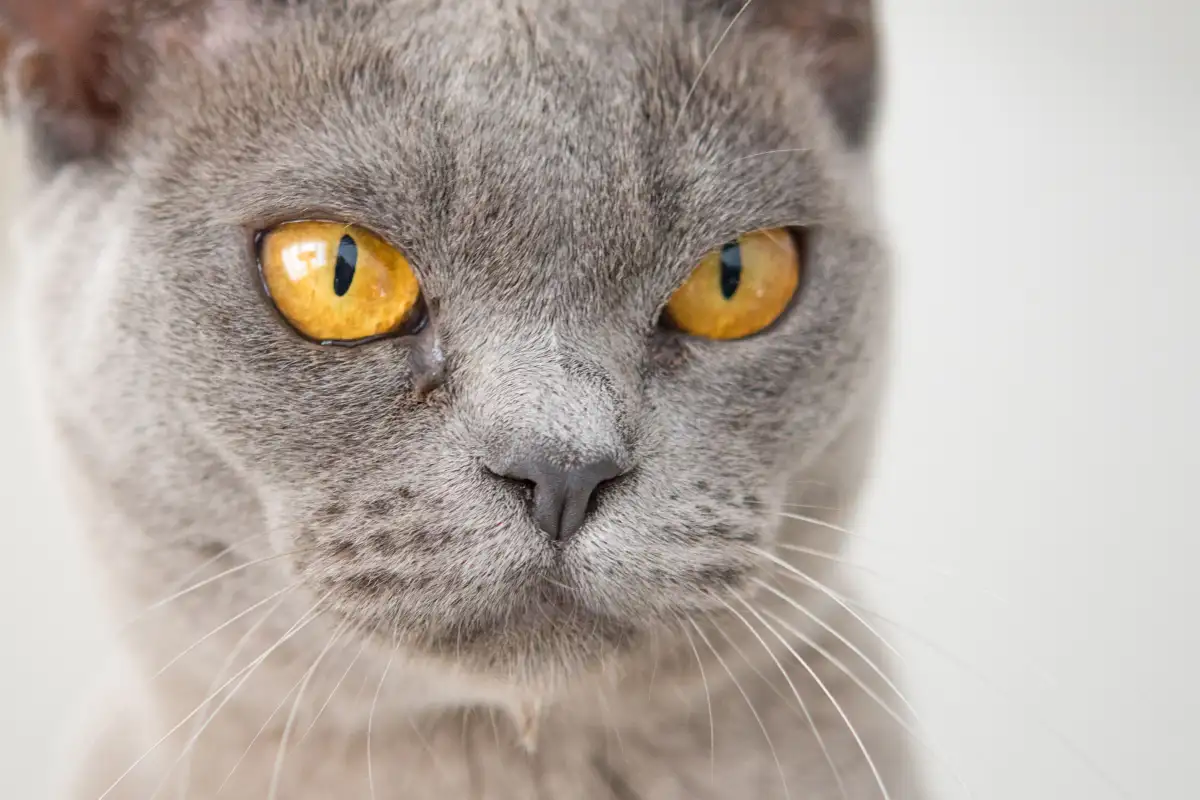 Cara Membersihkan Mata Kucing yang Dipakai Petugas Grooming