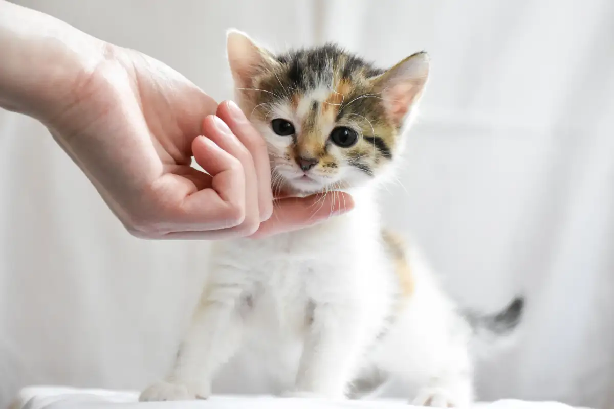 Cara Petugas Grooming Bersihkan Telinga Anak Kucing