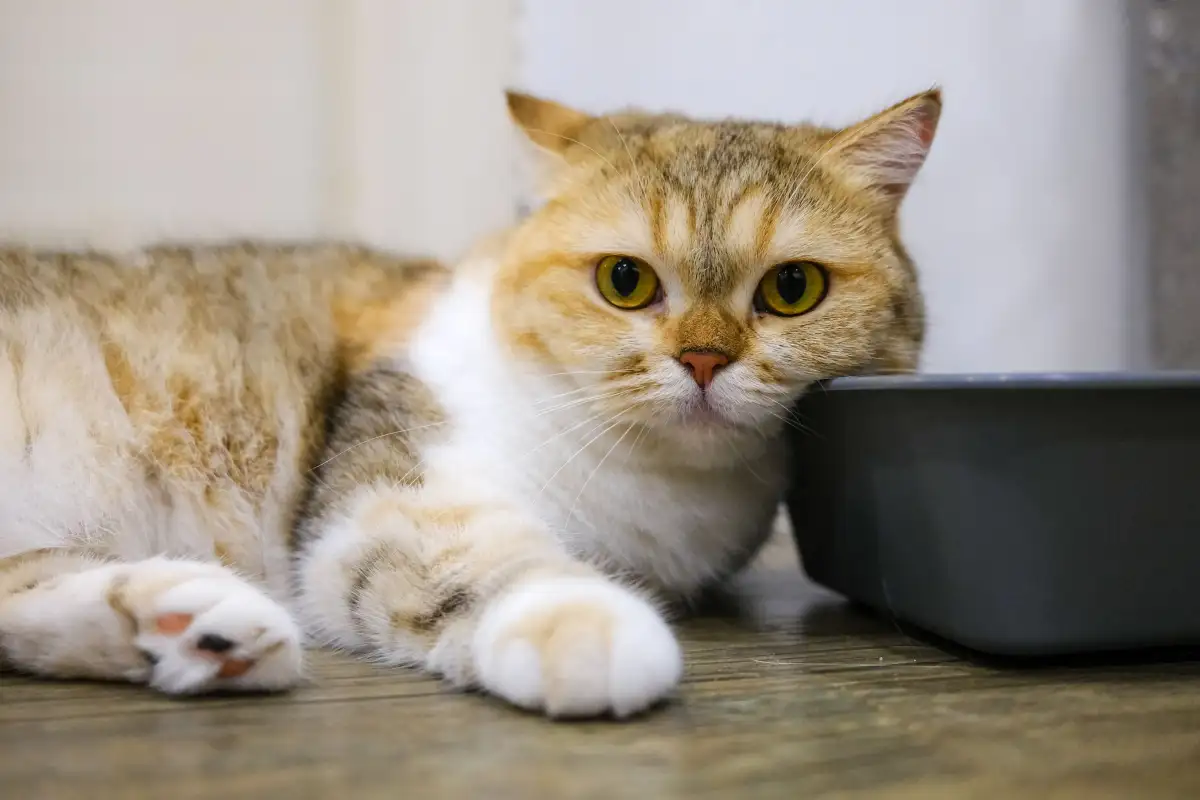 Cara Menempatkan Litter Box agar Kucing Tidak Menolak