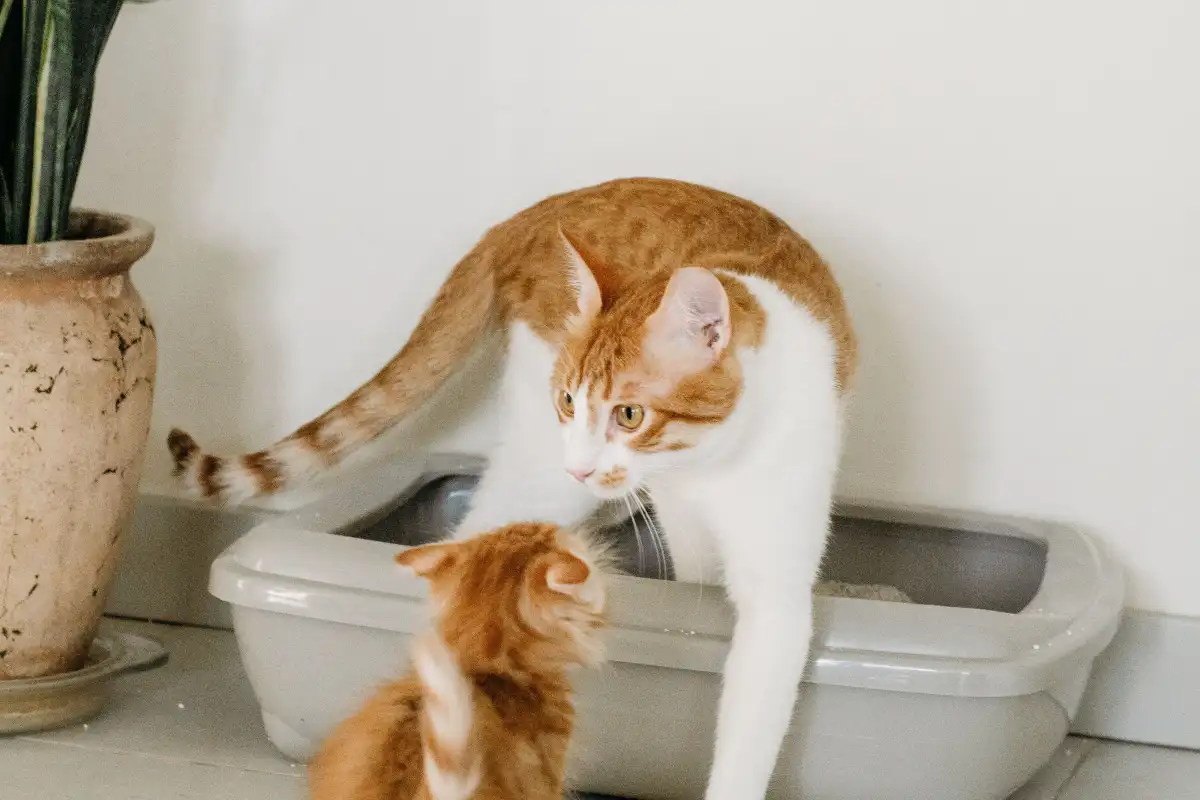 Cara Mencuci Litter Box agar Tidak Bau dan Aman untuk Kucing