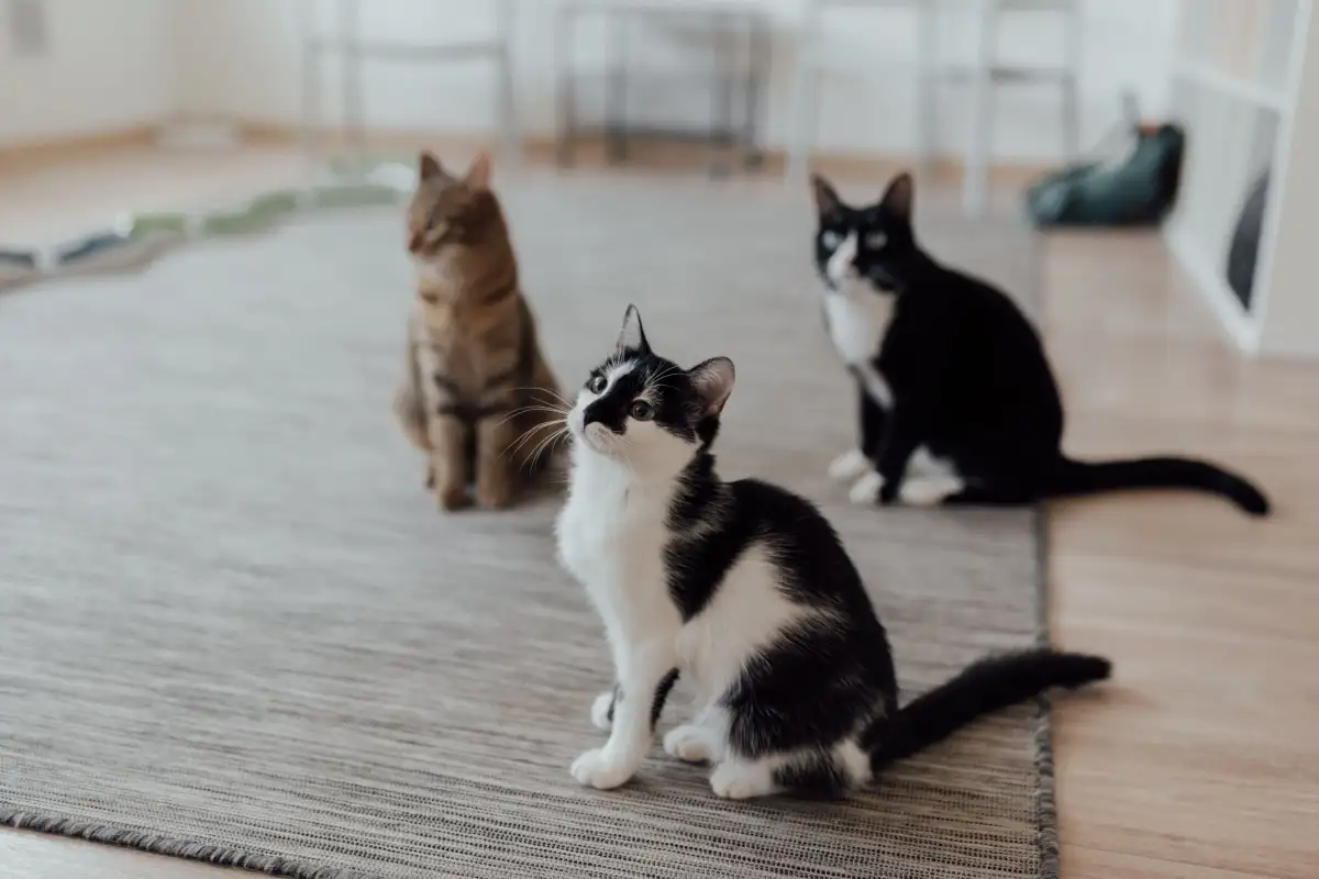 Perawatan Kucing Indoor untuk Pemilik Rumah Tanpa Halaman