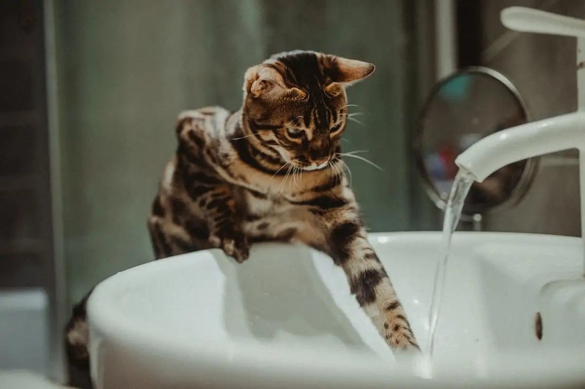Anak Kucing atau Kucing Dewasa, Kapan Mulai Latihan Air?