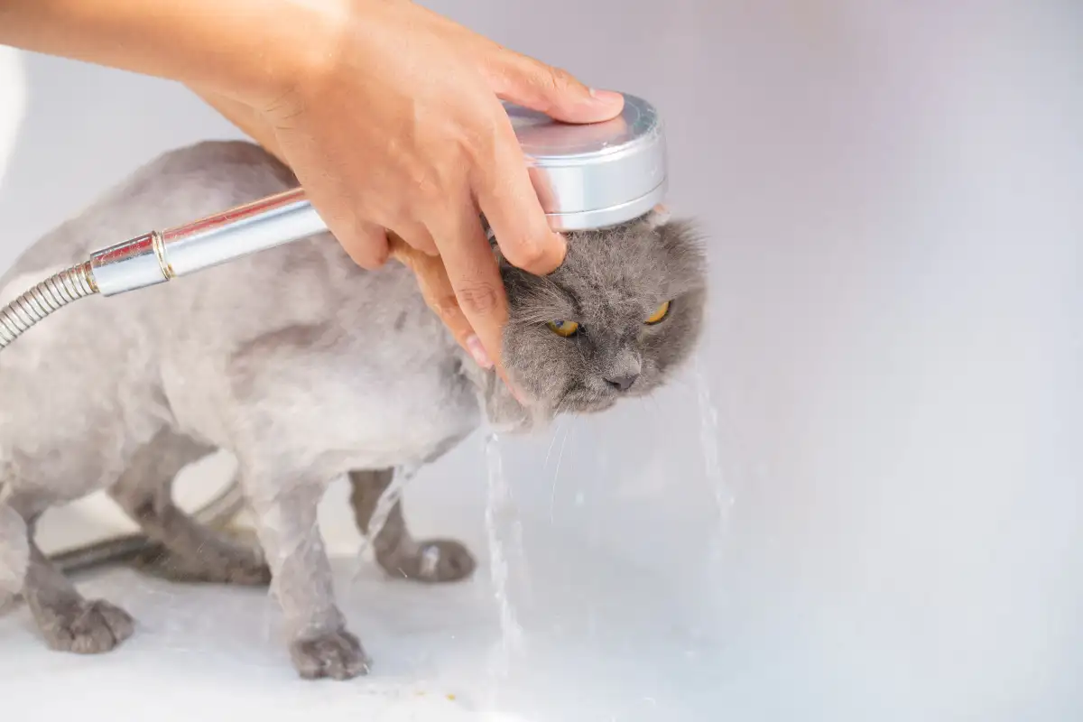 Anak Kucing Takut Air? Cara Mandi yang Menenangkan