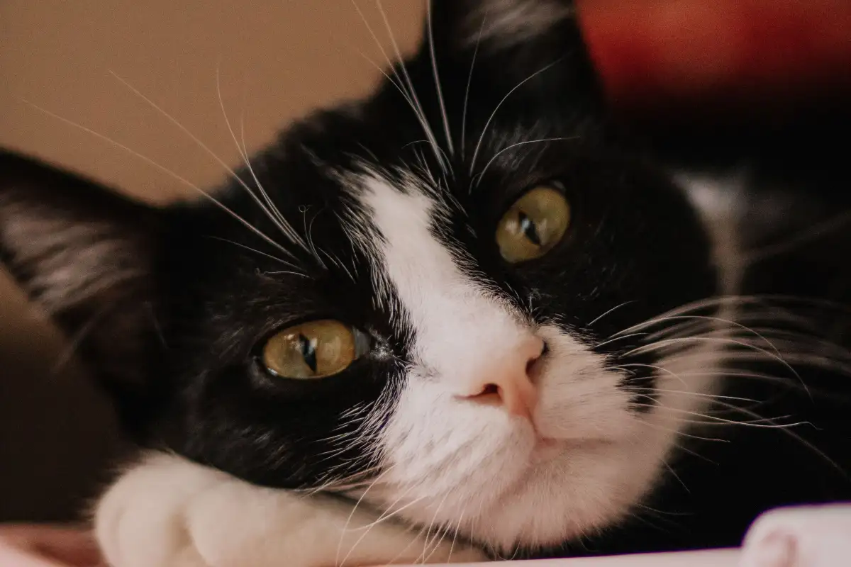 Ceklis Perawatan Litter Box agar Rumah Tetap Bebas Bau