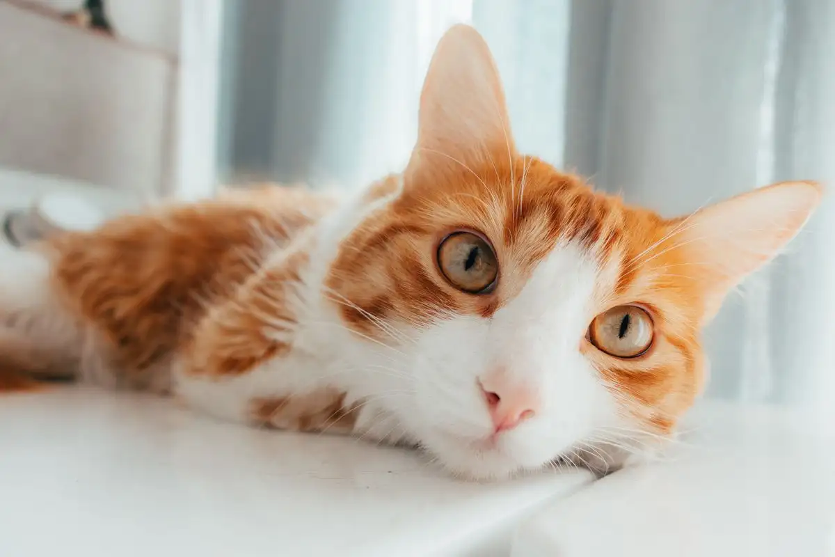 Kapan Litter Box Perlu Dicuci Menyeluruh Setiap Minggu