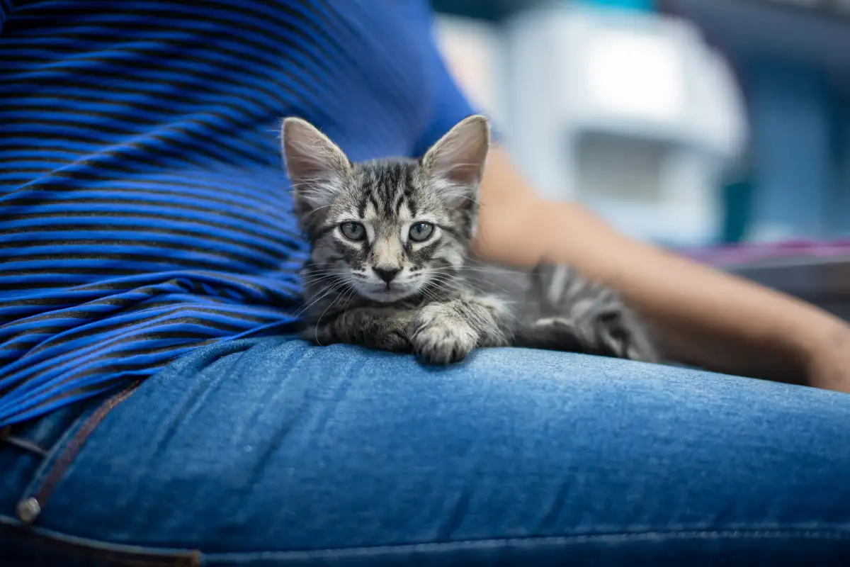 Digendong Lama Tak Selalu Bikin Anak Kucing Tenang
