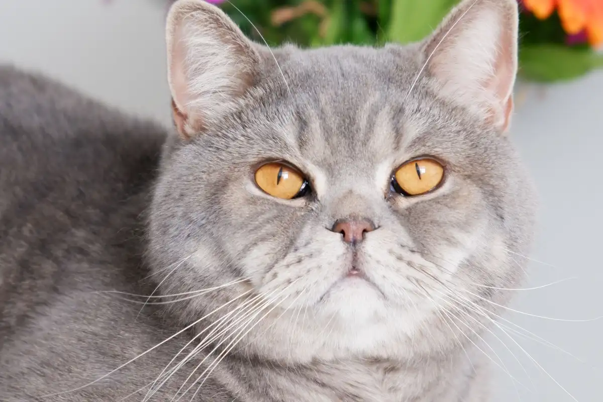 Bersihkan Litter Box 2 Kali Sehari agar Rumah Tidak Bau