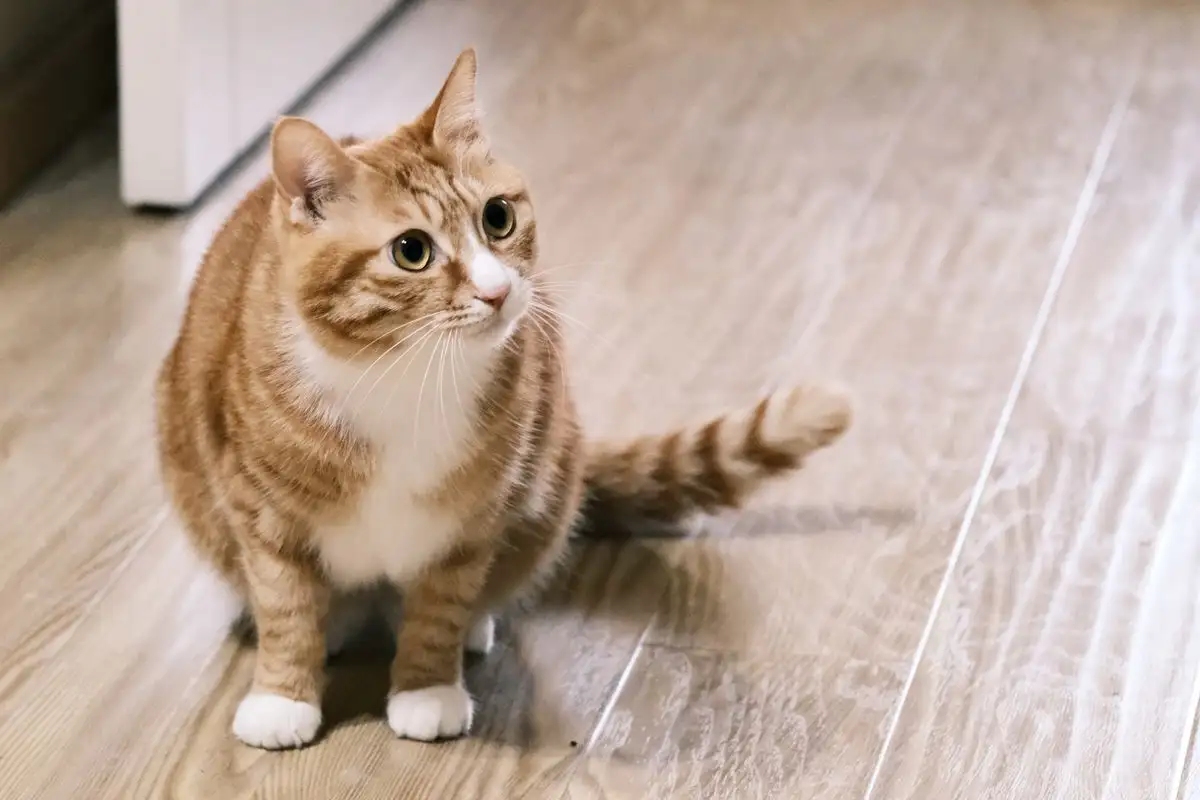 Saat menyaring litter box, apa yang seharusnya normal?
