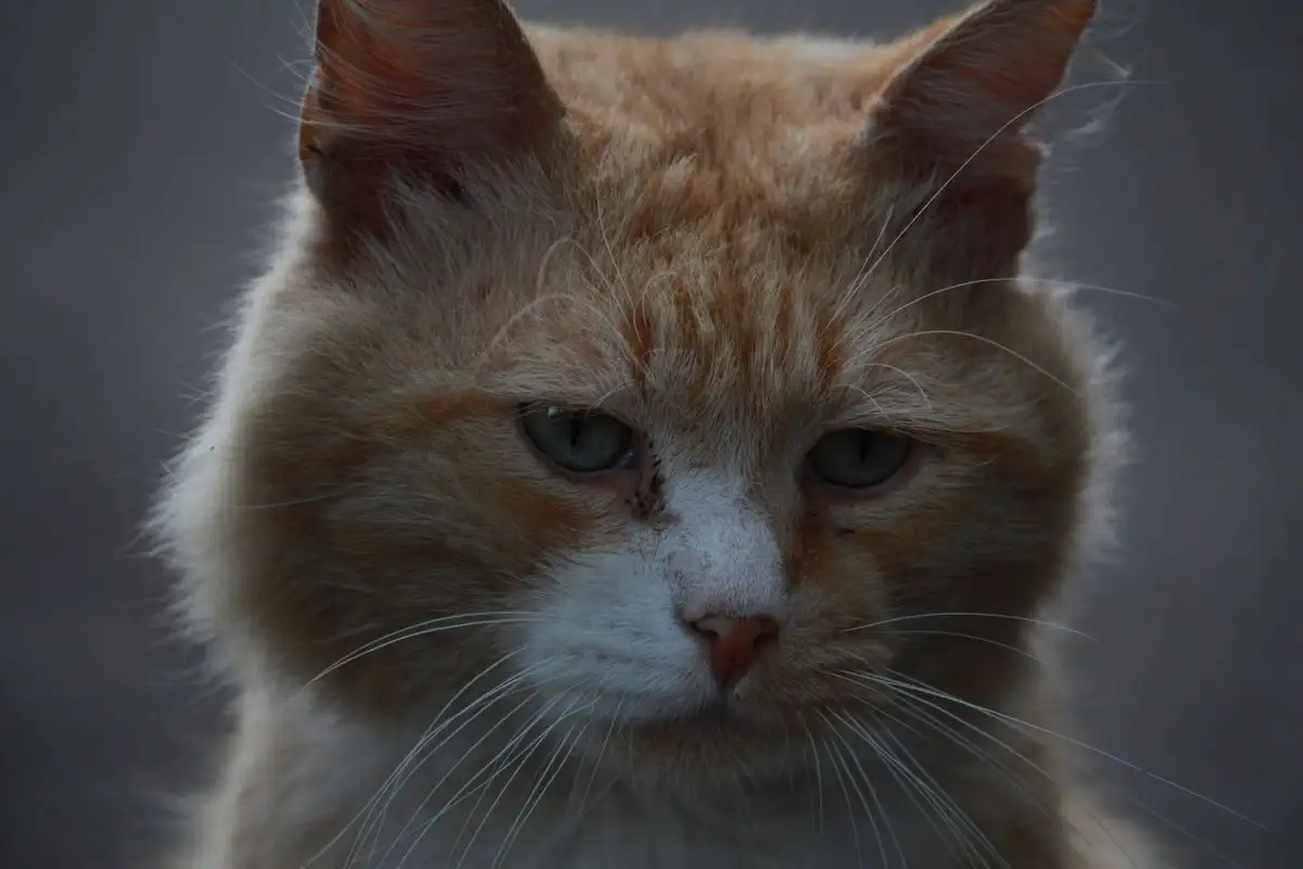 Telinga kucing senior kotor terus? Bedakan yang normal