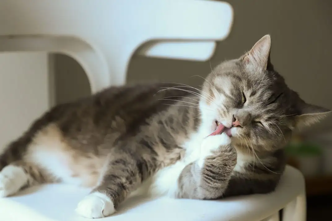 Sampo yang Tidak Dibilas Sampai Bersih Bikin Kucing Gatal