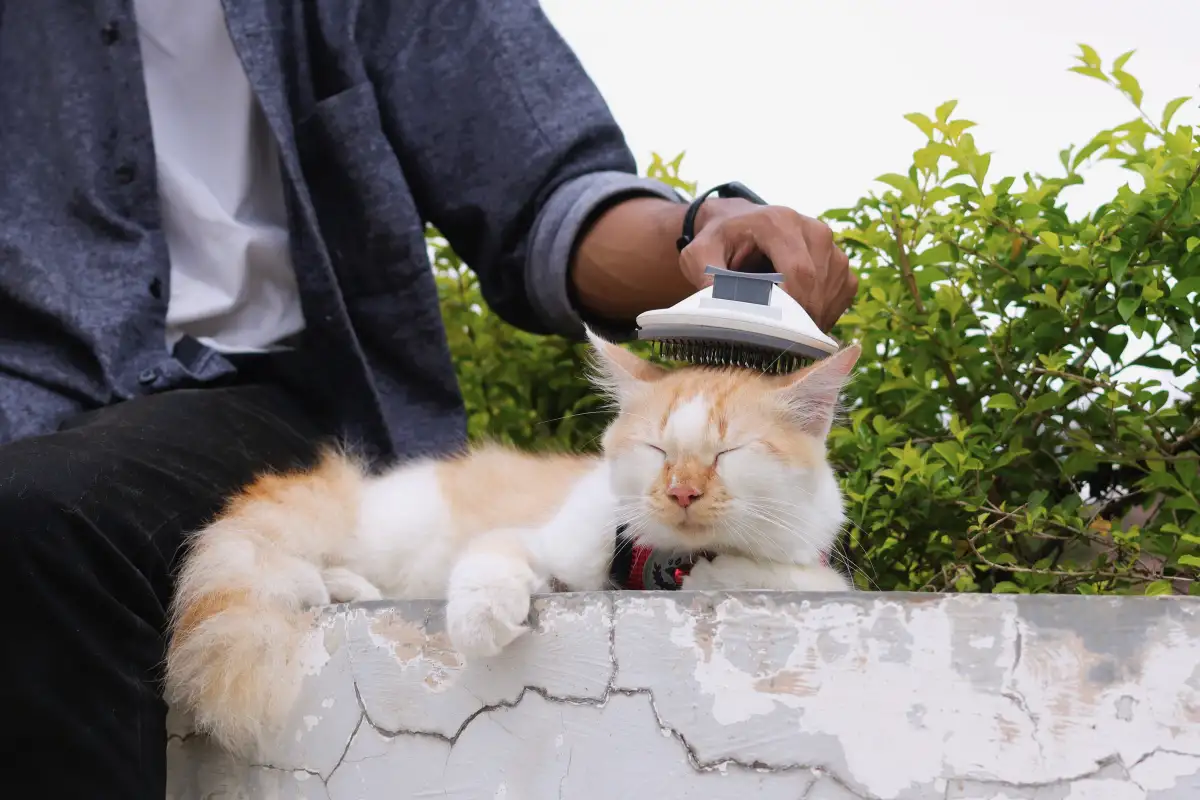 Berapa Kali Menyisir Kucing per Minggu Menurut Jenis Bulunya