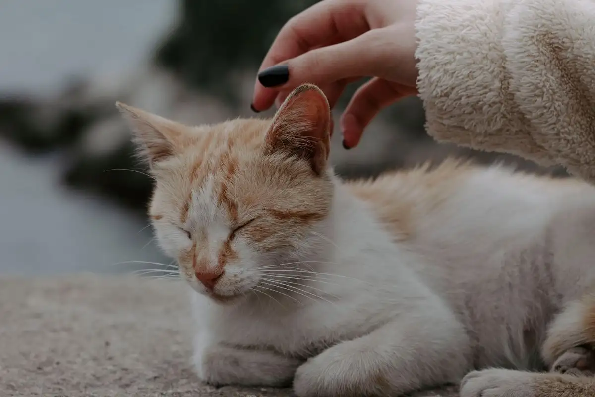 Ceklis Mingguan Perawatan Kucing yang Simpel dan Lengkap