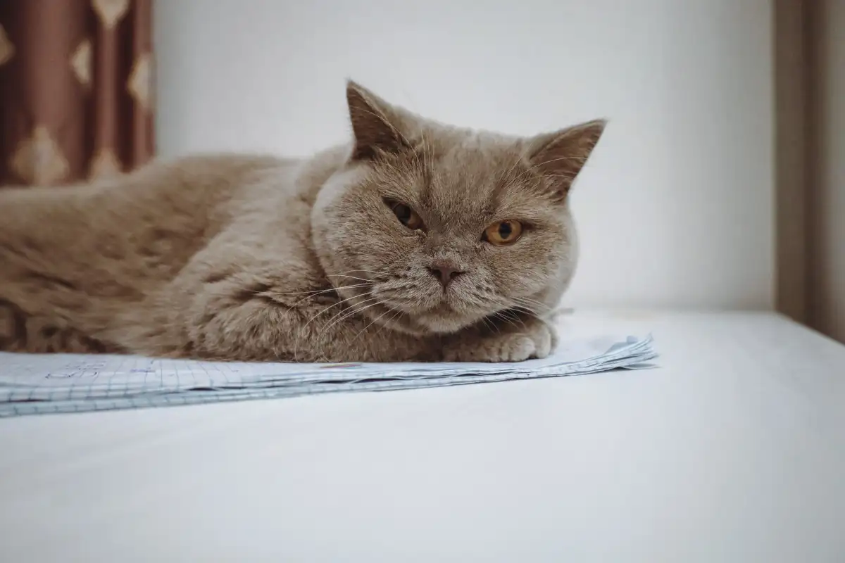 Timbang kucing tiap bulan, ini cara tahu normal atau tidak