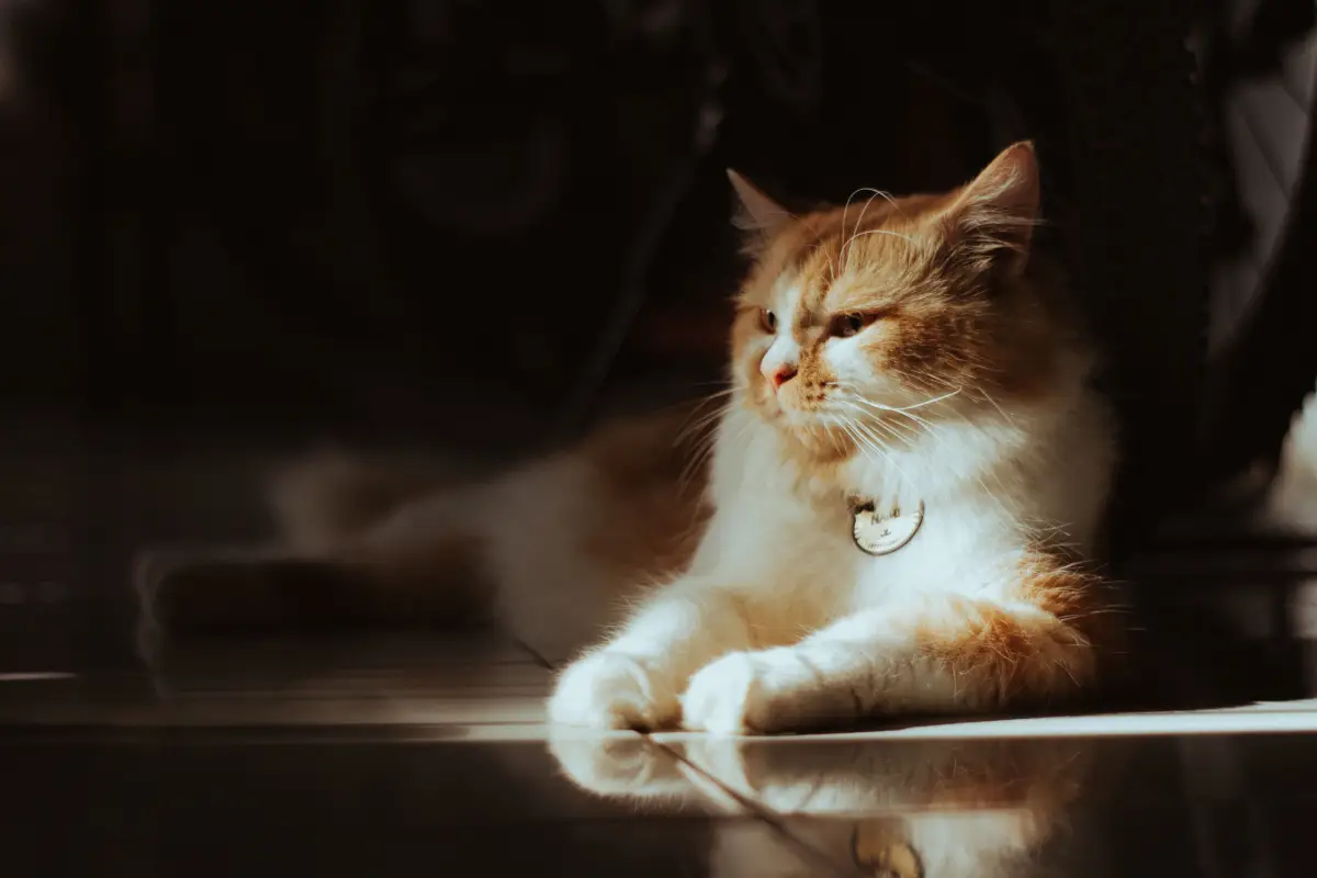 Kenapa Bau Urine Kucing Kembali Setelah Dibersihkan?